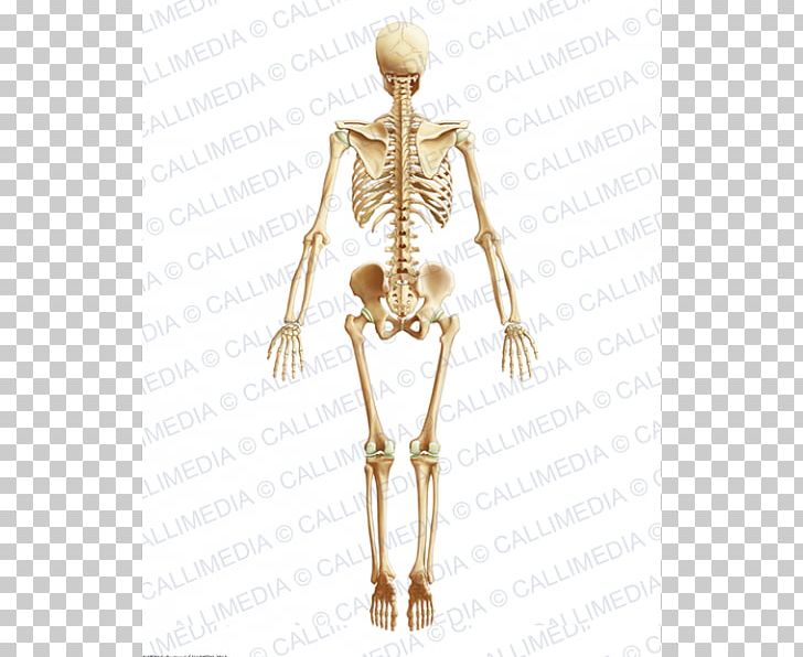 Homo Sapiens Hip Muscle Human Body Anatomy PNG, Clipart, Anatomy, Arm, Bone, Circulatory System, Costume Design Free PNG Download