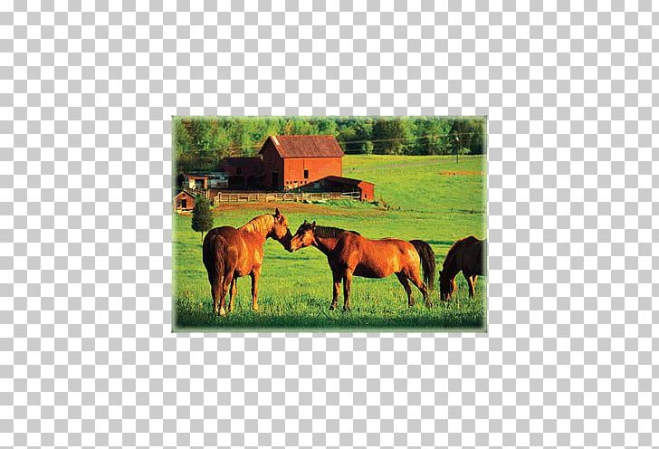 Horse Cattle Farm Livestock Pony PNG, Clipart, Agriculture, Animals, Desktop Wallpaper, Ecoregion, Ecosystem Free PNG Download