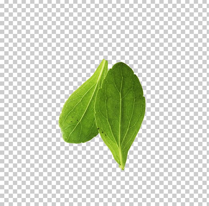 Leaf Green Vegetable Cabbage PNG, Clipart, Autumn Leaves, Banana Leaves, Bladnerv, Cabbage Leaves, Chinese Cabbage Free PNG Download