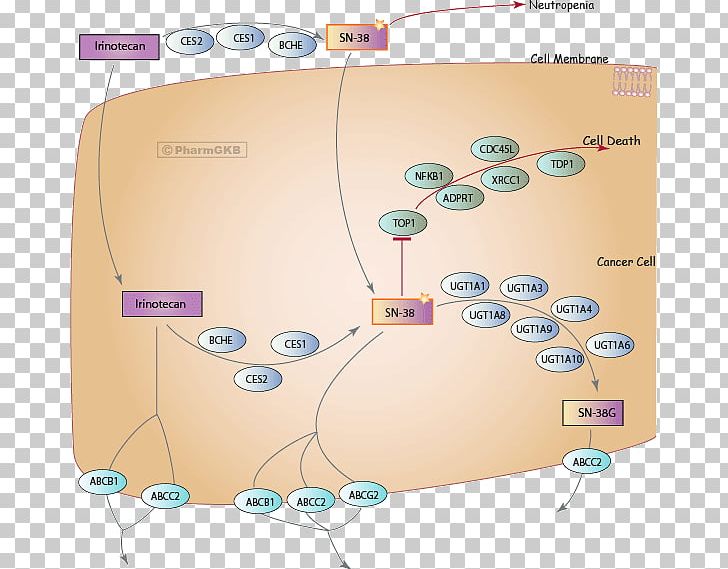 SN-38 Irinotecan Metabolic Pathway PharmGKB Topoisomerase PNG, Clipart, Cell, Colorectal Cancer, Drug Metabolism, Enzyme, Enzyme Inhibitor Free PNG Download