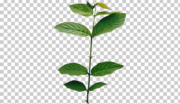 Leaf Plant Stem Herb PNG, Clipart, Herb, Leaf, Plant, Plant Stem Free PNG Download