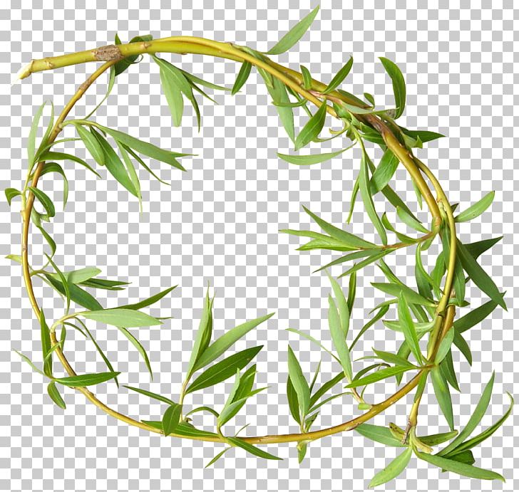 Leaf Tree Plant PNG, Clipart, Branch, Centerblog, Download, Grass, Green Leaves Free PNG Download