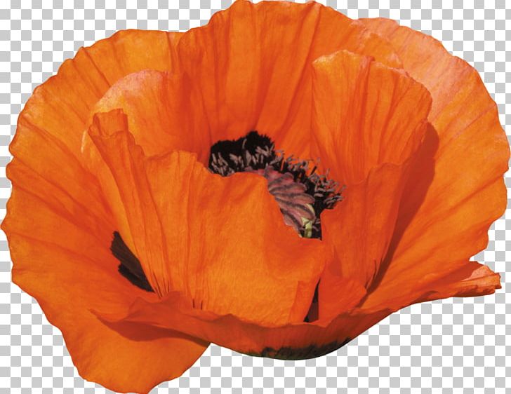 Remembrance Poppy PNG, Clipart, Clip Art, Computer, Desktop Wallpaper, Digital Image, Drawing Free PNG Download