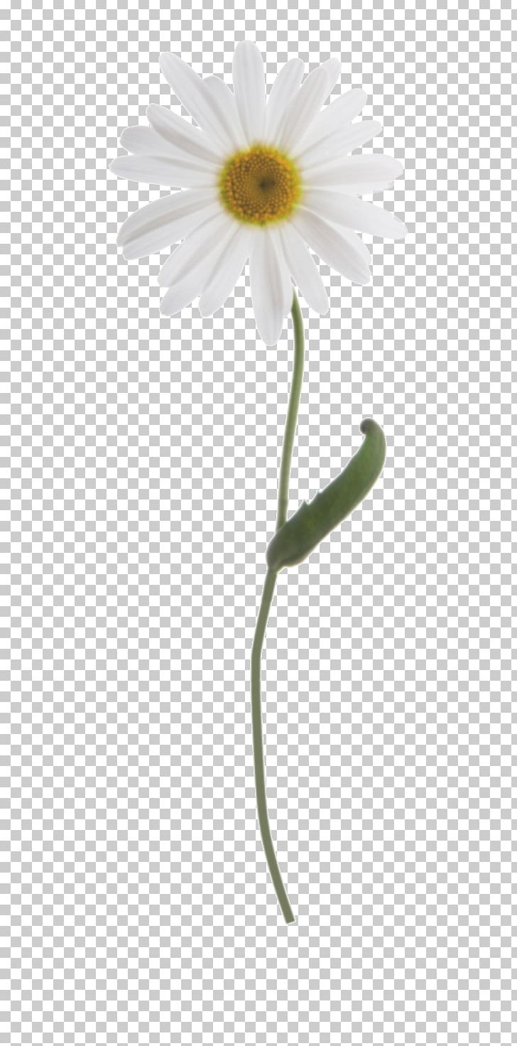 Common Daisy Oxeye Daisy Plant Stem PNG, Clipart, Chamaemelum Nobile, Chamomile, Common Daisy, Daisy, Daisy Family Free PNG Download