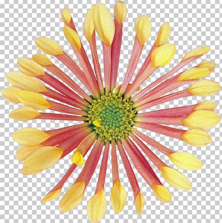 Cut Flowers Yellow PNG, Clipart, Chrysanthemum, Chrysanths, Cut Flowers, Dahlia, Daisy Free PNG Download