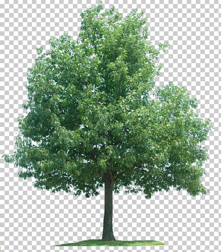 Oak Plane Trees Branch PNG, Clipart, 21 January, Albero, Branch, Evergreen, January Free PNG Download