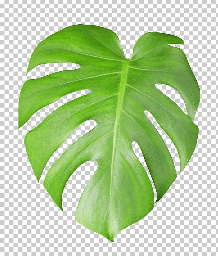 Swiss Cheese Plant Stock Photography Leaf PNG, Clipart, Arum Family, Autumn Leaves, Environmental, Environmental Protection, Fall Leaves Free PNG Download