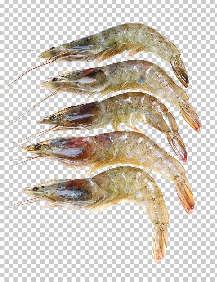 Caridea Giant Freshwater Prawn Shrimp Seafood PNG, Clipart, Animals, Animal Source Foods, Caridean Shrimp, Cartoon Shrimp, Chinese White Shrimp Free PNG Download