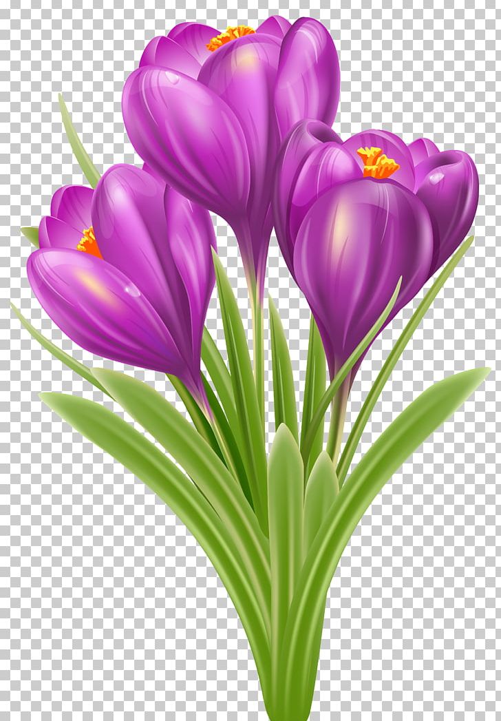 Crocus Vernus Crocus Chrysanthus Flower PNG, Clipart, Bud, Clip Art, Color, Crocus, Crocus Chrysanthus Free PNG Download