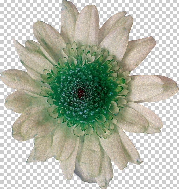 Cut Flowers Chrysanthemum Daisy Family Photography White PNG, Clipart, Chrysanthemum, Chrysanths, Color, Cut Flowers, Daisy Free PNG Download