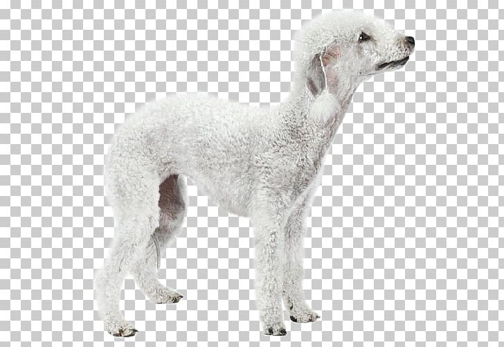 Dog Breed Saluki Spanish Greyhound Sloughi Borzoi PNG, Clipart, 08626, American Staghound, Borzoi, Breed, Carnivoran Free PNG Download