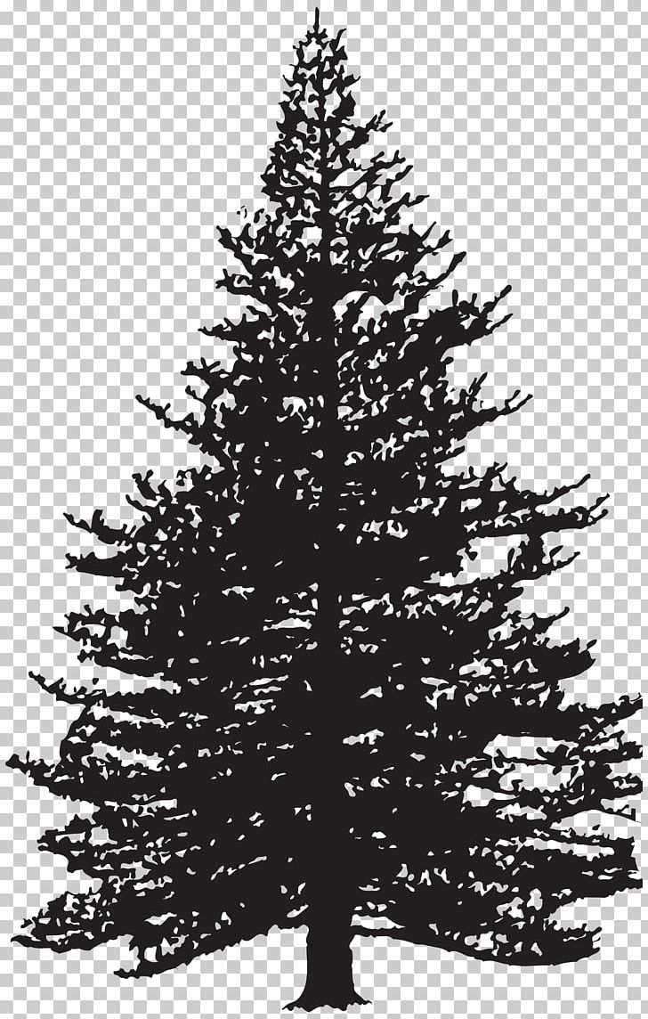 Fir Drawing Pine PNG, Clipart, Black And White, Branch, Christmas Decoration, Christmas Ornament, Christmas Tree Free PNG Download