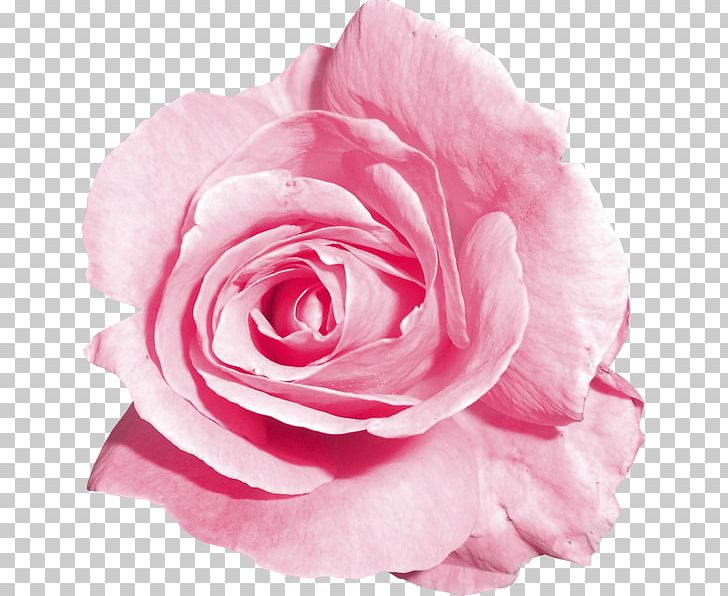 Garden Roses Centifolia Roses Floribunda Cut Flowers Petal PNG, Clipart, Centifolia Roses, Closeup, Flower, Flowering Plant, Garden Free PNG Download