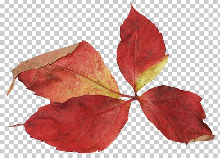 Leaf Data Encryption Standard Petal PNG, Clipart, Branch, Data Encryption Standard, Embroidery, Forest, Leaf Free PNG Download