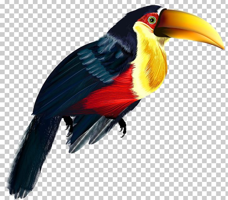 Bird Keel-billed Toucan Parrot Owl PNG, Clipart, Animals, Beak, Bird, Birds, Fauna Free PNG Download