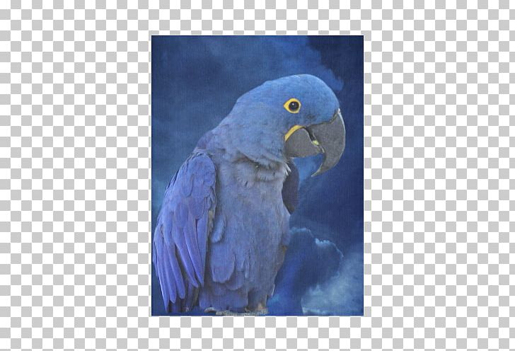Budgerigar Hyacinth Macaw Bird Blanket PNG, Clipart, Beak, Bird, Blanket, Blue, Budgerigar Free PNG Download