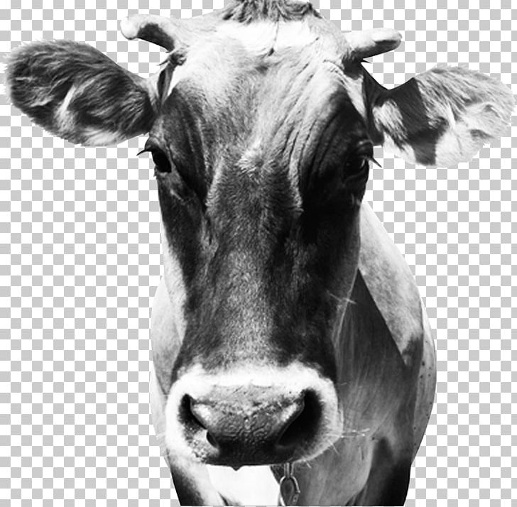 Dairy Cattle Calf Stock Photography PNG, Clipart, Calf, Cattle, Cattle Like Mammal, Cow Goat Family, Creative Creative Cow Free PNG Download