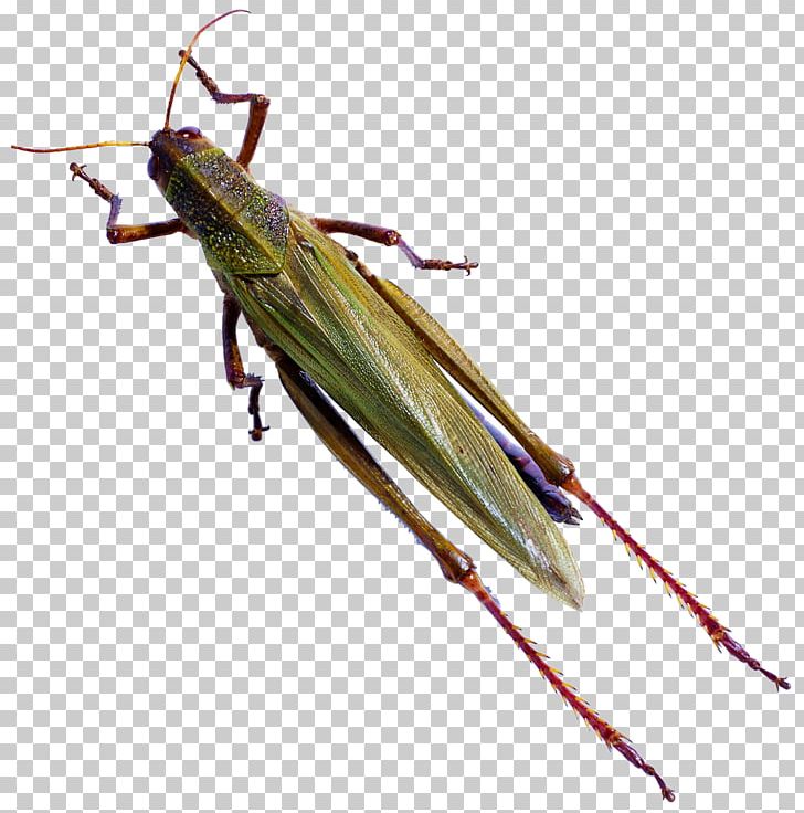Insect Caelifera Butterfly Locust Reptile PNG, Clipart, Animal, Arthropod, Bed, Bed Bugs, Bugs Free PNG Download