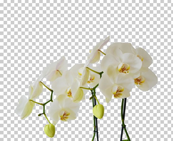 Moth Orchids Cut Flowers White Light PNG, Clipart, Bloemenatelier Verde, Branch, Cut Flowers, Flower, Flowering Plant Free PNG Download
