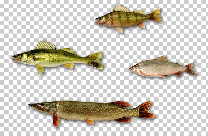 Salmon Fish Products Yellow Perch Fishery PNG, Clipart, Animals, Bony Fish, Cod, Common Rudd, Cutthroat Trout Free PNG Download