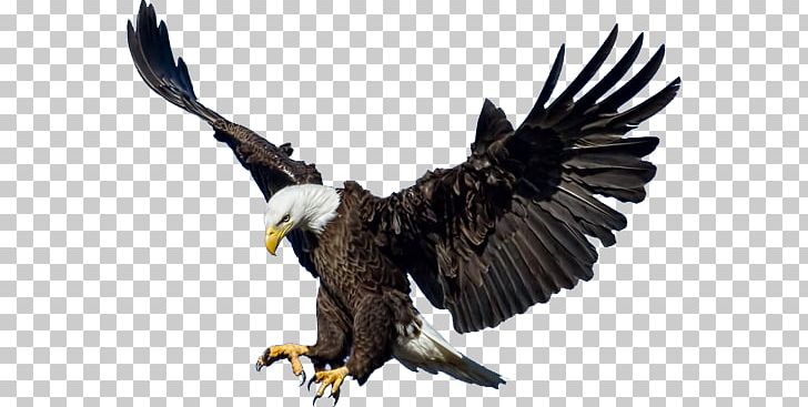 Bald Eagle PNG, Clipart, Accipitriformes, Animals, Bald Eagle, Beak, Bird Free PNG Download