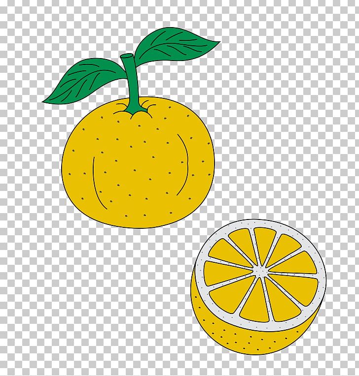 Lemon Citron Wikipedia Yuzu Orange PNG, Clipart, Citron, Citrus, Encyclopedia, Flowering Plant, Food Free PNG Download