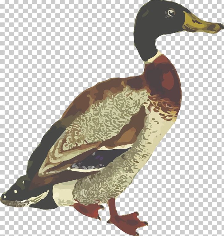 Mallard Duck PNG, Clipart, Anatidae, Animals, Beak, Bird, Desktop Wallpaper Free PNG Download