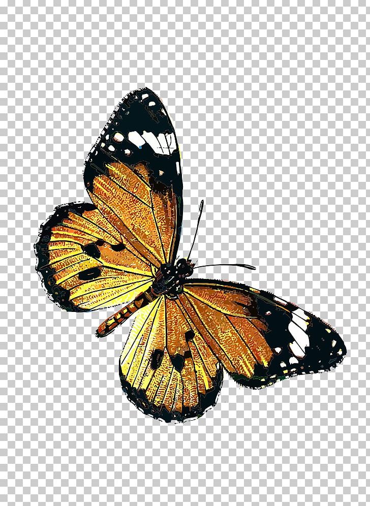 Monarch Butterfly Danaus Chrysippus Insect PNG, Clipart, Arthropod, Brush Footed Butterfly, Butterflies And Moths, Butterfly, Danaus Chrysippus Free PNG Download