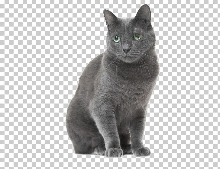 Russian Blue American Shorthair British Shorthair Tabby Cat Stock Photography PNG, Clipart, American, American Football, American Shorthair, Animals, Asian Free PNG Download