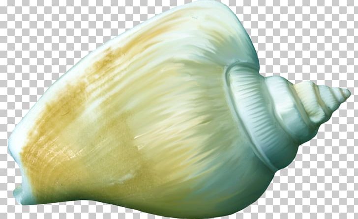 Shankha Cockle Conchology Seashell PNG, Clipart, Cockle, Conch, Conchology, Deep Ocean, Nature Free PNG Download