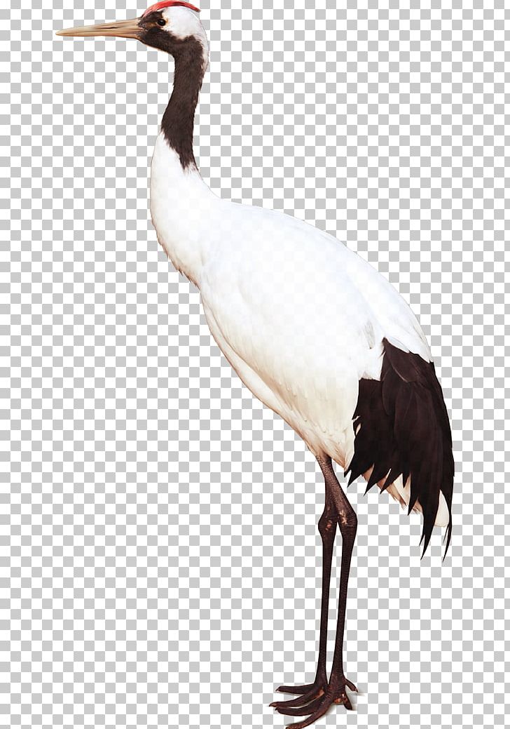 White Stork Bird Crane PNG, Clipart, Animals, Beak, Bird, Ciconiiformes, Crane Free PNG Download