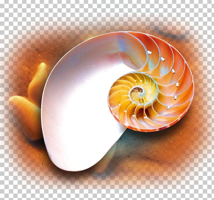 Poster PNG, Clipart, Box, Boxes, Boxing, Cardboard Box, Chambered Nautilus Free PNG Download
