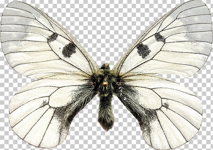 Brush-footed Butterflies Pieridae Butterfly Gossamer-winged Butterflies Silkworm PNG, Clipart, Black And White, Blog, Bombycidae, Brush Footed Butterfly, Butterflies And Moths Free PNG Download