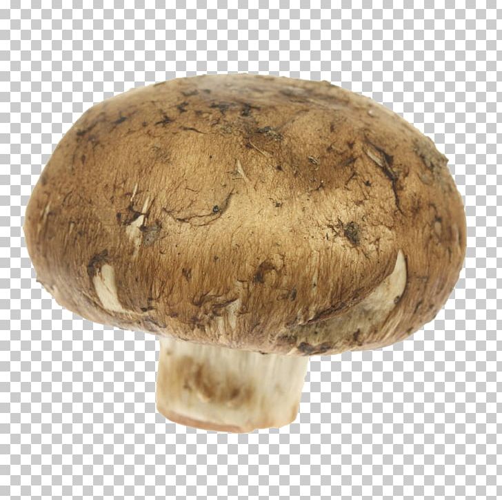 Common Mushroom Shiitake Matsutake Edible Mushroom Medicinal Fungi PNG, Clipart, Agaricaceae, Agaricomycetes, Agaricus, Champignon Mushroom, Common Mushroom Free PNG Download