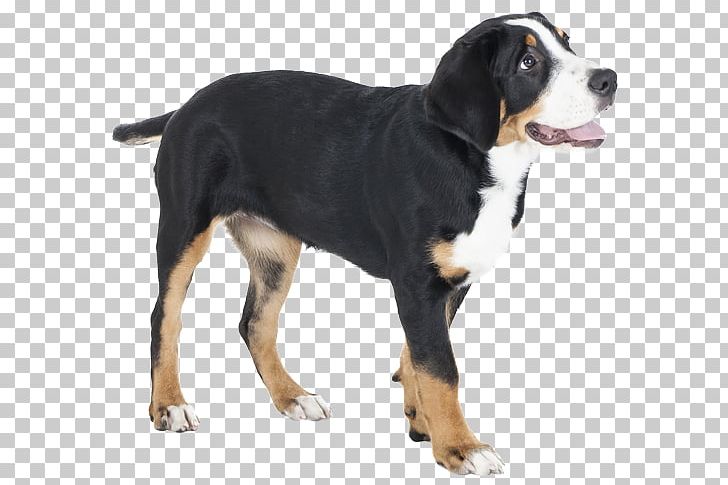 Dog Breed Greater Swiss Mountain Dog Bernese Mountain Dog Entlebucher Mountain Dog Appenzeller Sennenhund PNG, Clipart, Animal, Appenzeller Sennenhund, Bernese Mountain Dog, Breed, Breeder Free PNG Download