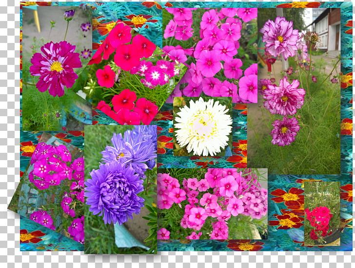 Floral Design Cut Flowers Garden Cosmos PNG, Clipart, Annual Plant, Aster, Chrysanthemum, Chrysanths, Cut Flowers Free PNG Download