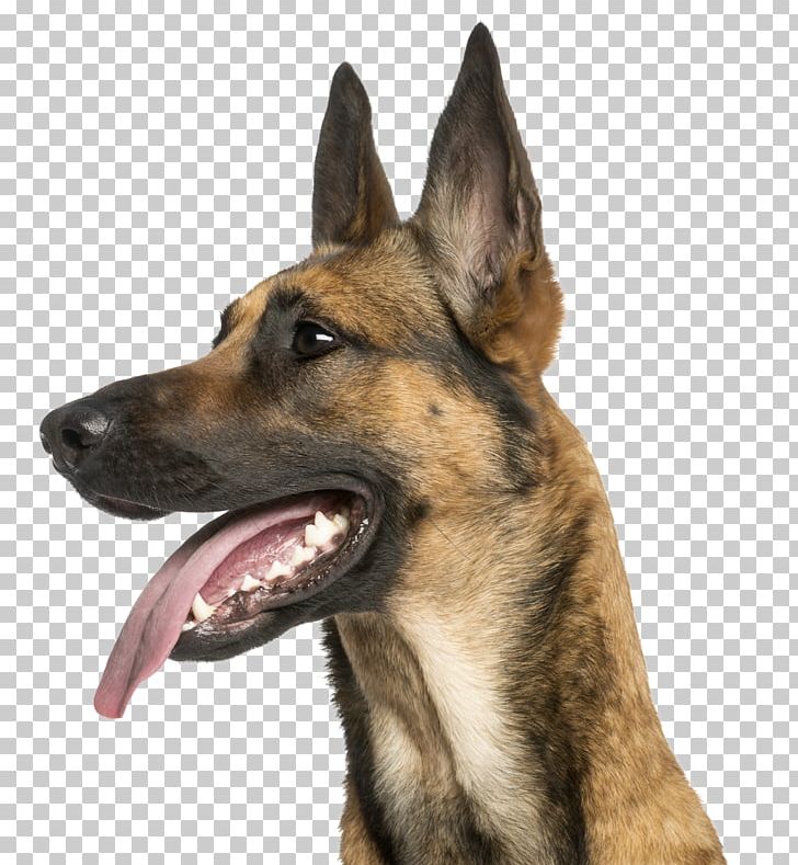 German Shepherd Dog Breed Malinois Dog Belgian Shepherd King Shepherd PNG, Clipart, Belgian Shepherd, Carnivoran, Dog Breed, Dog Like Mammal, Easteuropean Shepherd Free PNG Download