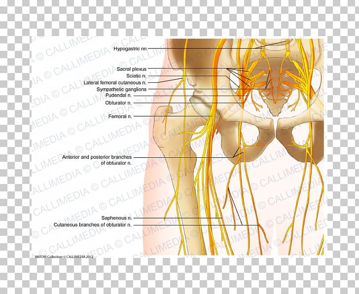 Shoulder Hip Femoral Nerve Anatomy PNG, Clipart, Abdomen, Anatomy, Angle, Cutaneous Innervation, Ear Free PNG Download