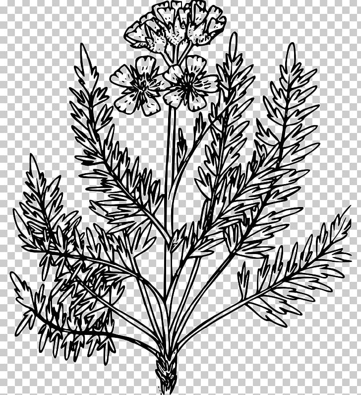 Leaf Coloring Book Weed Plant PNG, Clipart, Autumn Leaf Color, Black And White, Branch, Bulb, Color Free PNG Download