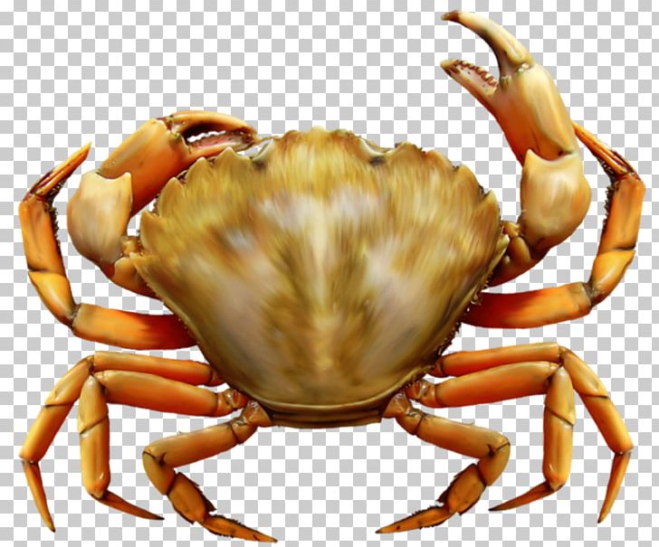 Velvet Crab Malacostraca Somanniathelphusa Sinensis Crabe Png Clipart Animals Animal Source Foods Arthropod Coconut Crab Crab