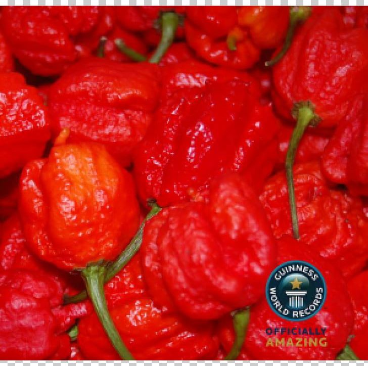 Chili Pepper Carolina Reaper Scoville Unit Guinness World Records Bhut Jolokia PNG, Clipart, Bell Pepper, Bell Peppers And Chili Peppers, Bhut Jolokia, Chili Pepper, Food Free PNG Download