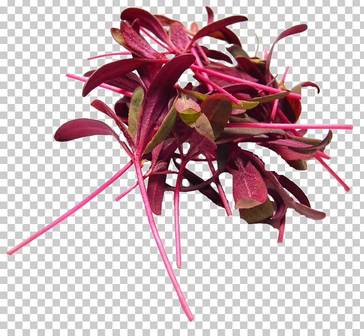 Microgreen Leaf Vegetable Seed Hydroponics Sprouting PNG, Clipart, Amaranth, Amaranthus Cruentus, Cabbage, Flower, Flowering Plant Free PNG Download