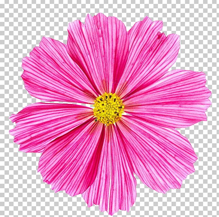 Stock Photography Pink White PNG, Clipart, Annual Plant, Carl Sagan, Chrysanths, Common Daisy, Cosmos Free PNG Download