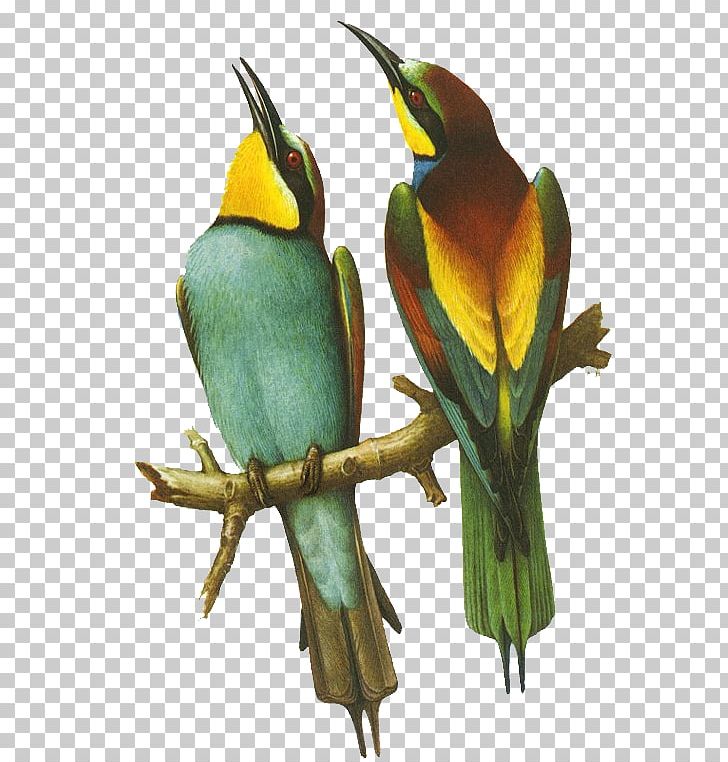 Bird Bee-eater Parrot Beak PNG, Clipart, Animal, Animals, Beak, Beeeater, Bee Eater Free PNG Download