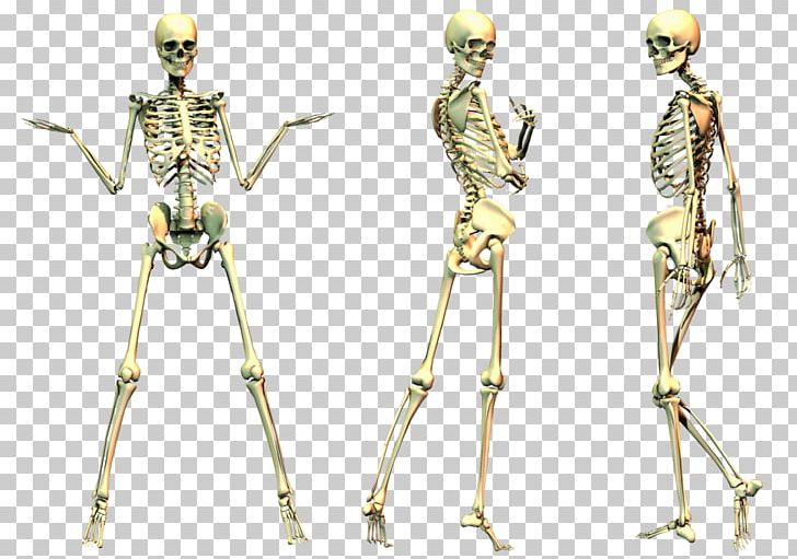 Human Skeleton Bone PNG, Clipart, Arm, Costume Design, Endoskeleton, Exoskeleton, Fairy Tale Fantasies Free PNG Download