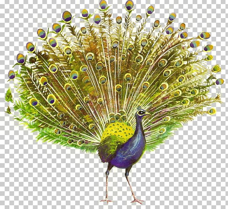 Pavo PhotoScape PNG, Clipart, Beak, Bird, Coreldraw, Desktop Wallpaper, Fauna Free PNG Download