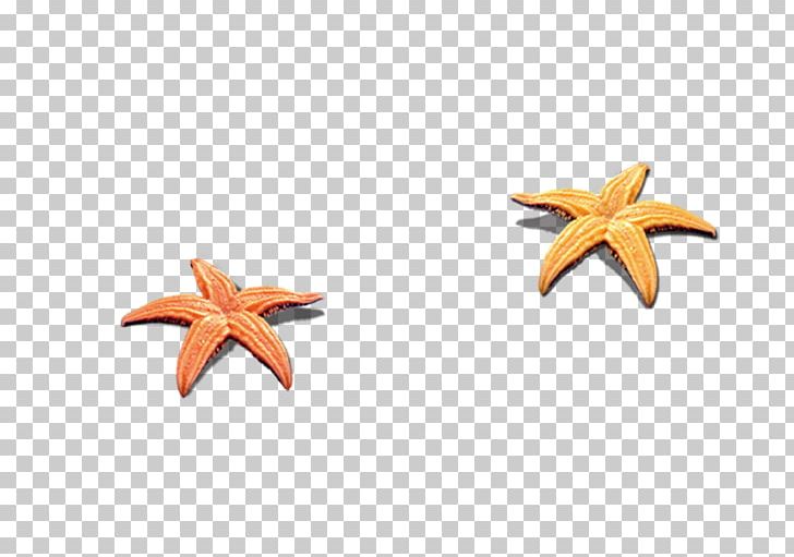 Seashell Beach PNG, Clipart, Animals, Beach, Beautiful Starfish, Fivepointed Star, Gratis Free PNG Download