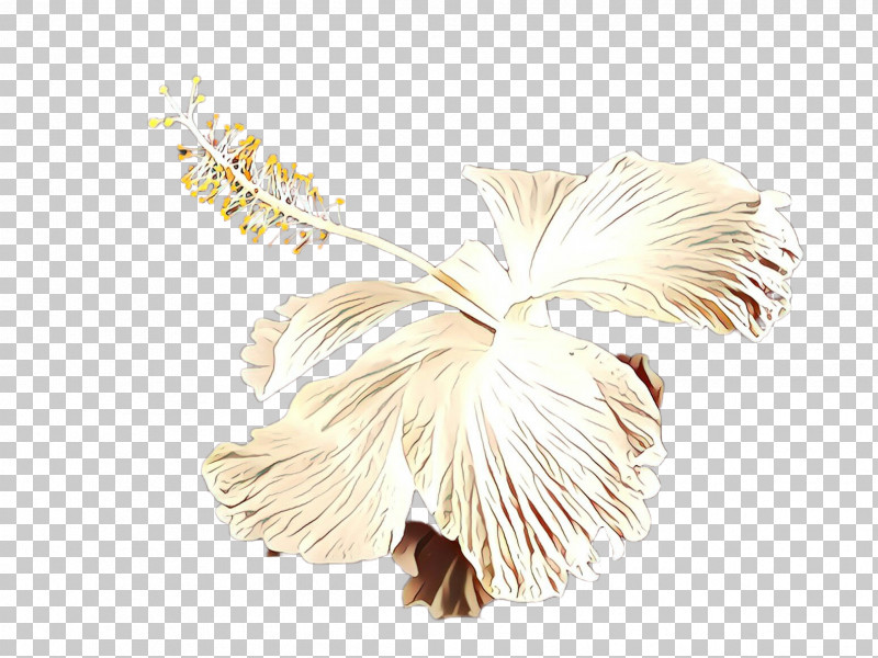 Feather PNG, Clipart, Feather, Plant, White Free PNG Download