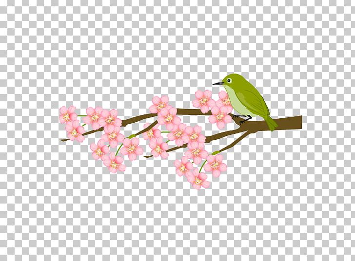 Cherry Blossom Japanese Bush Warbler Plum Blossom Petal PNG, Clipart, Bird, Blossom, Branch, Cherry, Cherry Blossom Free PNG Download