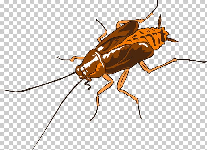 German Cockroach Insect Termite American Cockroach Png, Clipart 